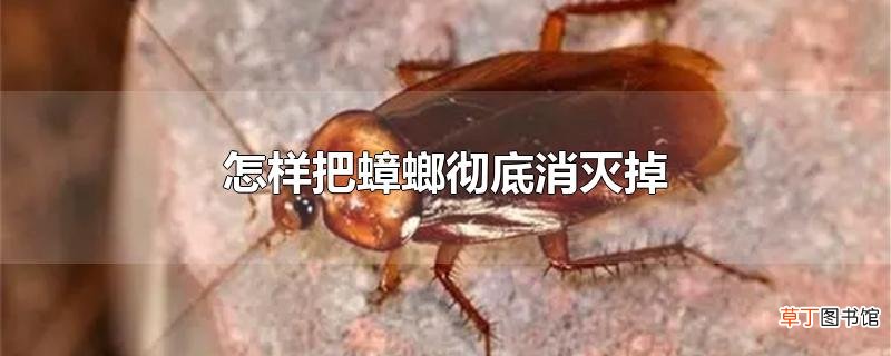 怎样把蟑螂彻底消灭掉