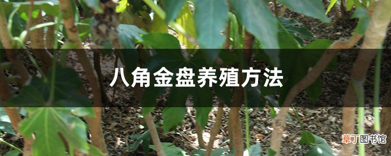 八角金盘养殖方法