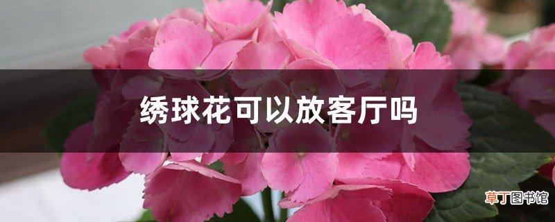 绣球花可以放客厅吗，通过空气有毒吗