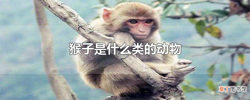 猴子是什么类的动物