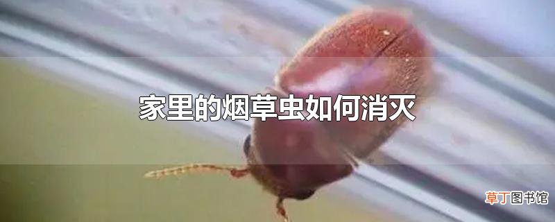 家里的烟草虫怎么消灭