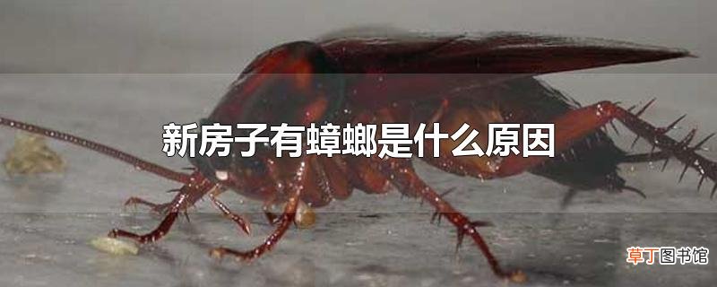 新房子有蟑螂是什么原因