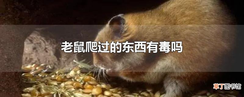 老鼠爬过的东西有毒吗