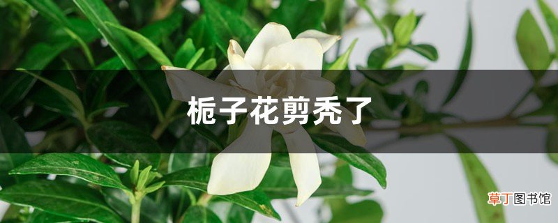 栀子花剪秃了能活吗