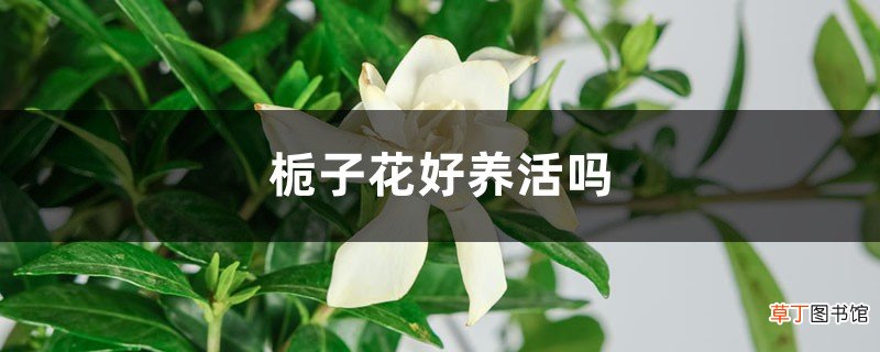 栀子花好养活吗
