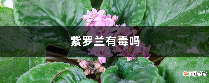 紫罗兰有毒吗，适合在室内养吗