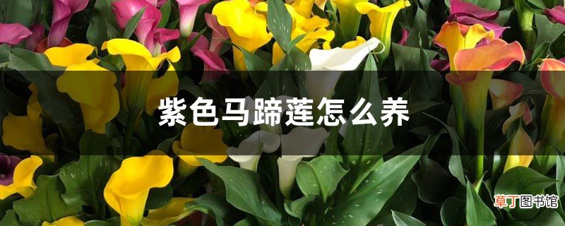 紫色马蹄莲怎么养