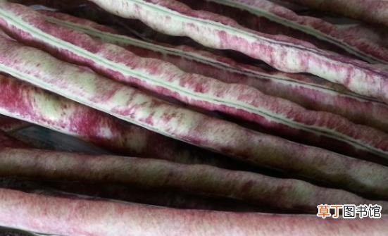 八月豆为人体补充丰富氨基酸 八月豆的食用方法