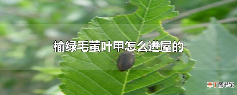 榆绿毛萤叶甲怎么进屋的