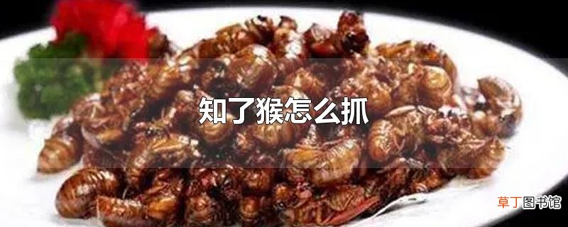 知了猴怎么抓