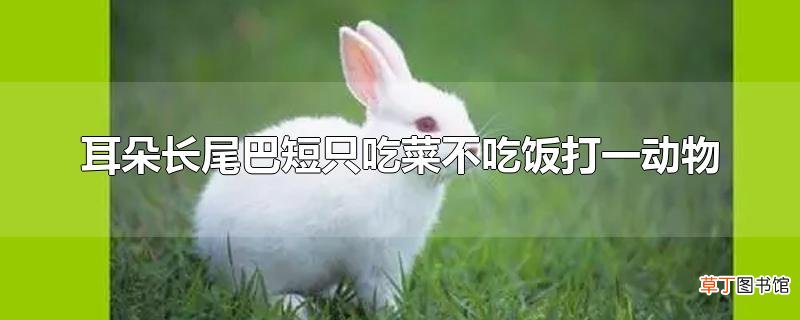 耳朵长尾巴短只吃菜不吃饭打一动物