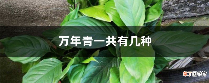 万年青一共有几种