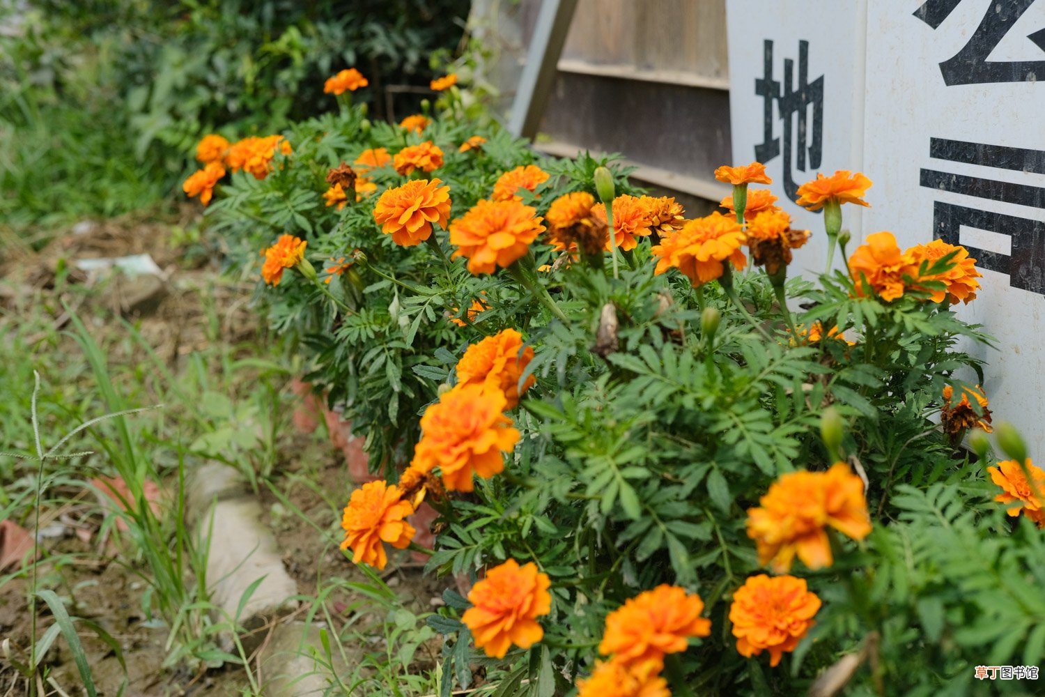 万寿菊的花期是什么时候，几点开花
