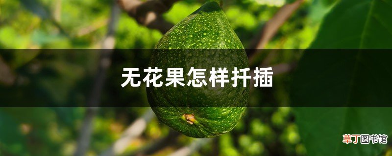 无花果怎样扦插