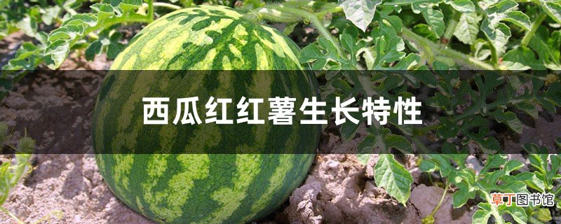 西瓜红红薯的生长特性