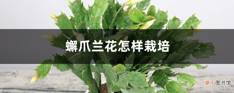 蟹爪兰怎样栽培