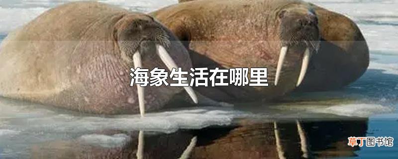 海象生活在哪里