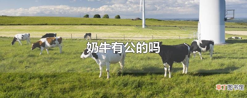 奶牛有公的吗