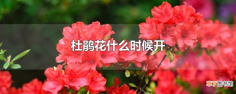 杜鹃花什么时候开