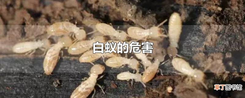 白蚁的危害
