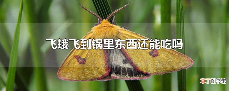 飞蛾飞到锅里东西还能吃吗