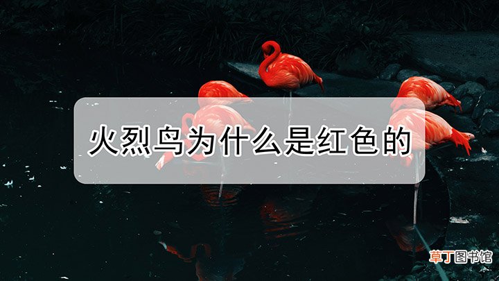 为什么火烈鸟的羽毛是红色