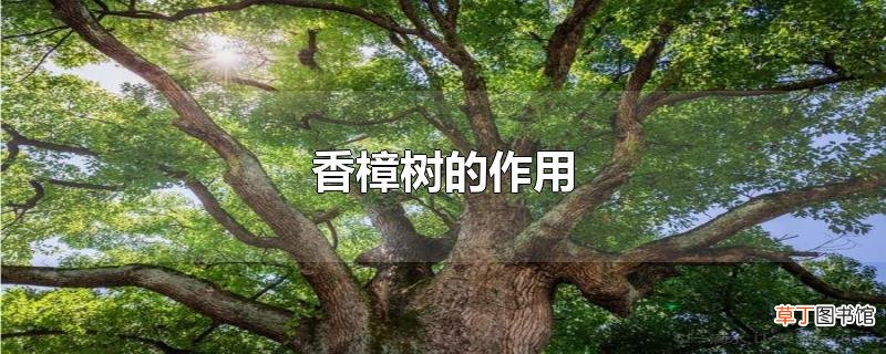 香樟树的作用