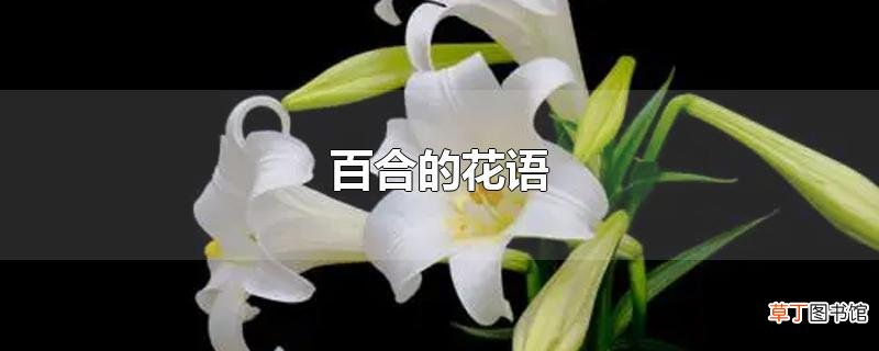 百合的花语