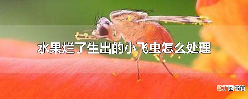 水果烂了生出的小飞虫怎么处理