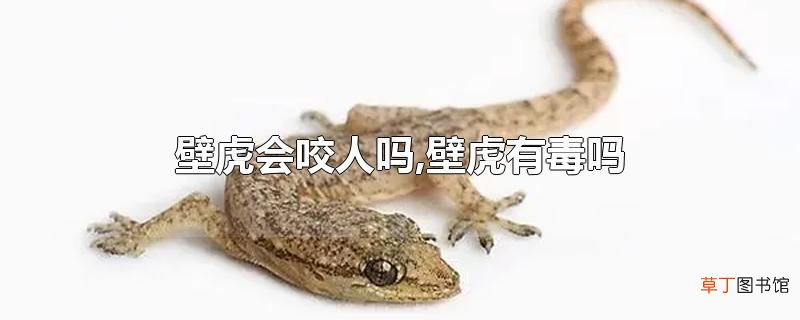 壁虎会咬人吗,壁虎有毒吗