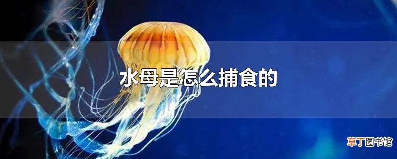 水母是怎么捕食的