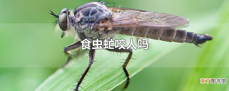 食虫虻咬人吗