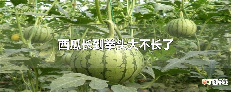 西瓜长到拳头大不长了