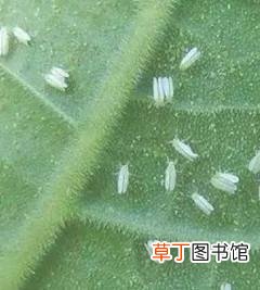 食用醋怎么治花上白飞虱-使用须知