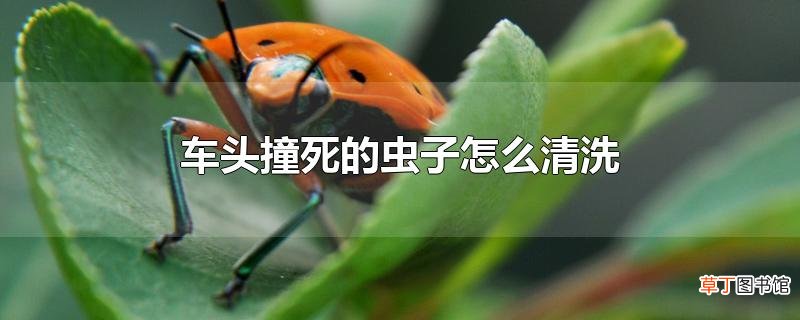车头撞死的虫子怎么清洗