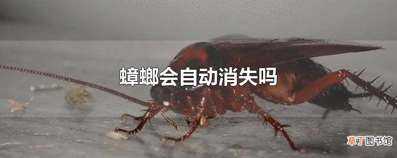蟑螂会自动消失吗