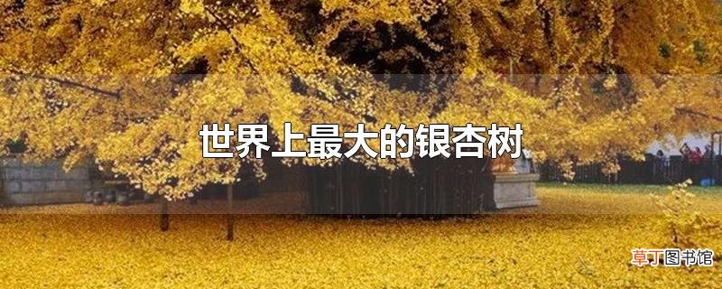 世界上最大的银杏树