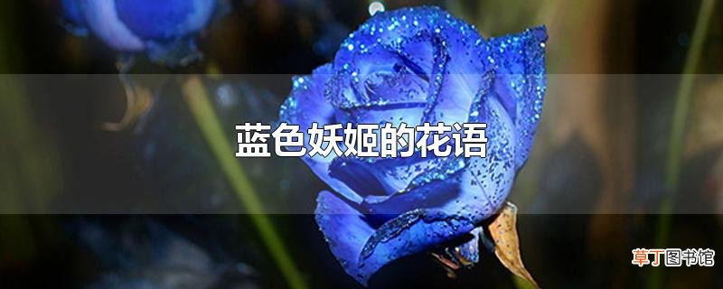 蓝色妖姬的花语
