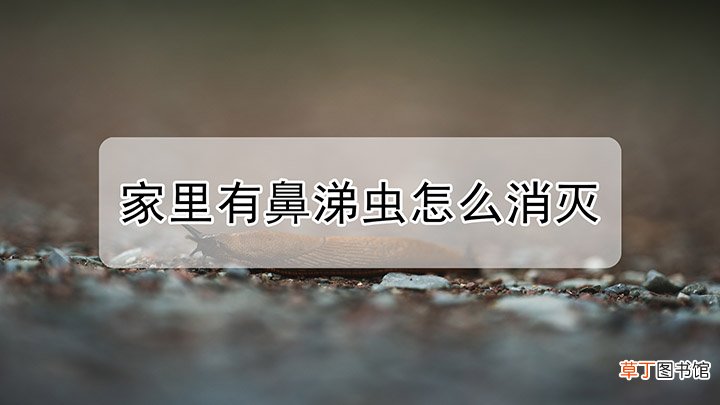 家里有鼻涕虫怎么消灭