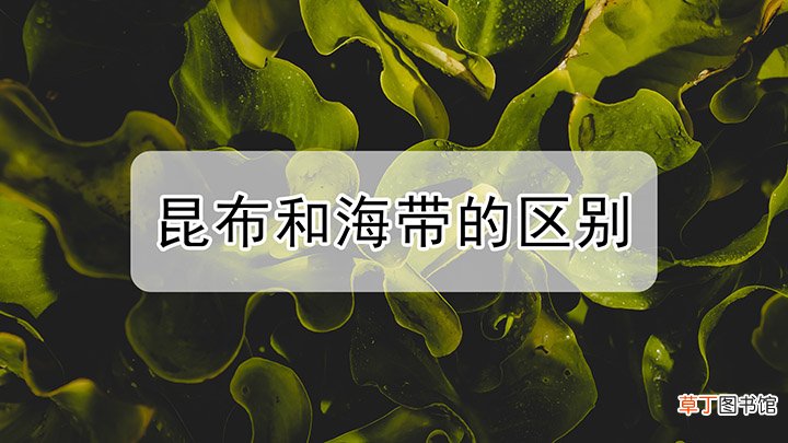 昆布和海带的区别