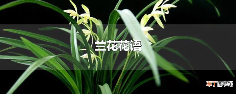 兰花花语