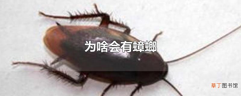 为啥会有蟑螂