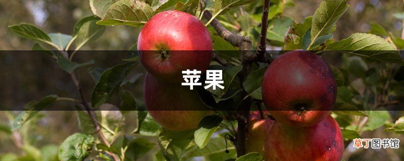 红肉苹果苗、红心苹果苗 苹果苗品种介绍