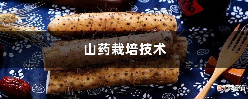 山药栽培技术