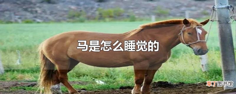 马是怎么睡觉的