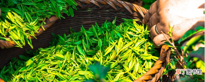 喝荷叶茶真能减肥吗