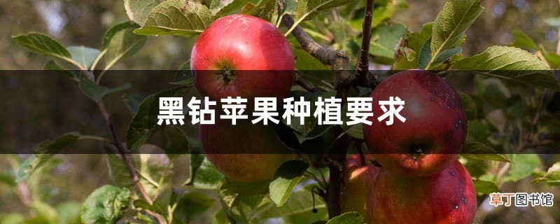 黑钻苹果简介,适合哪里种植