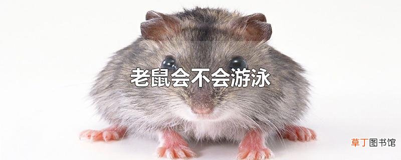 老鼠会不会游泳