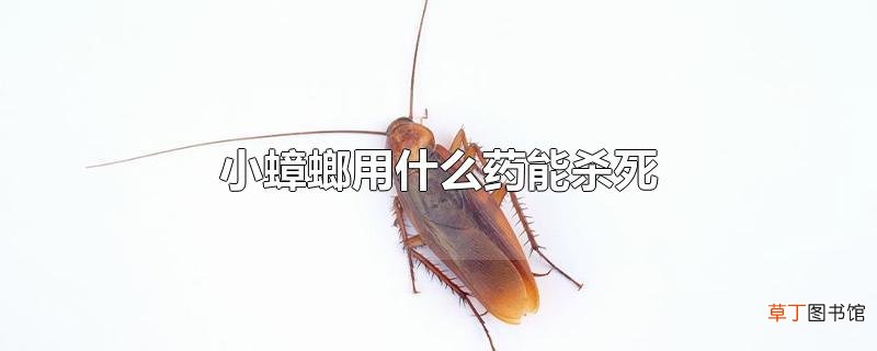 小蟑螂用什么药能杀死