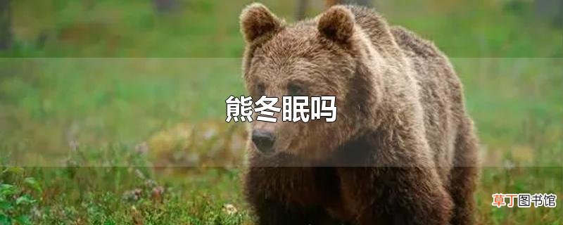 熊冬眠吗